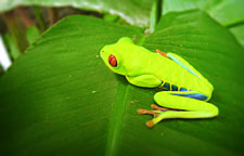 Frog on Leaf